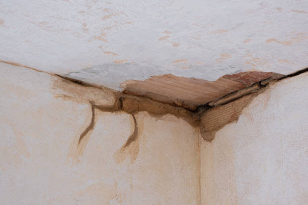 Best Professional water damage repair  in West Miami, FL