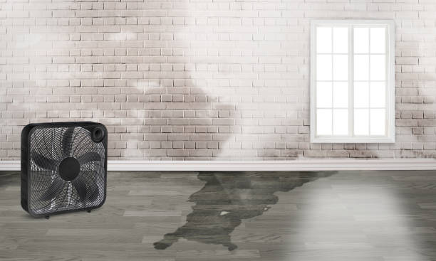Best 24-hour water damage restoration  in West Miami, FL